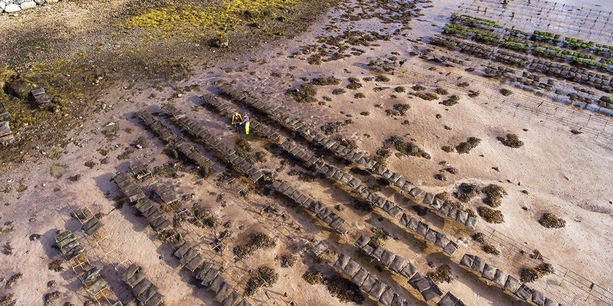 Achiil Oyster farm